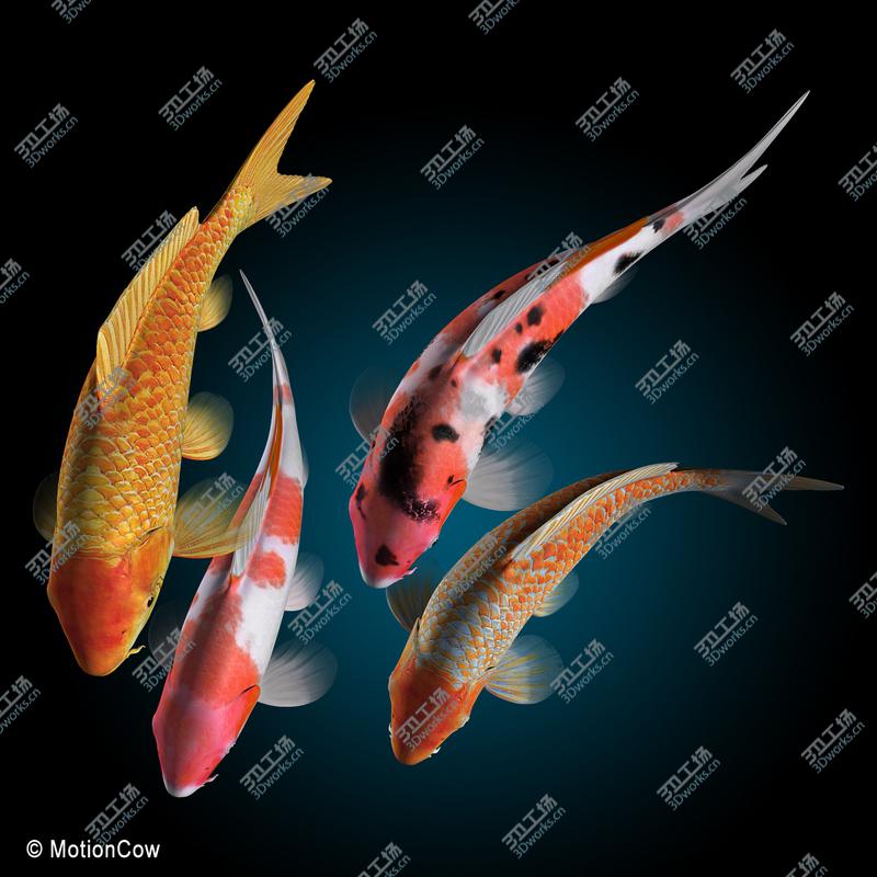 images/goods_img/20210113/Koi Fish/3.jpg